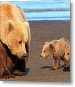 Brown Bear Sow And Cubs, Lake Clark Metal Print
