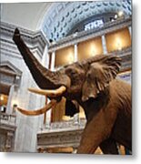 Bull Elephant In Natural History Rotunda #3 Metal Print