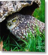 Burrowing Owl  #4 Metal Print