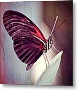Butterfly #2 Metal Print