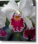 Cattleya Orchid #3 Metal Print