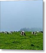 Cows In The Field Metal Print