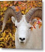 Dalls Sheep Ram In Denali Metal Print