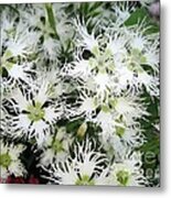 Dianthus Superbus - White #3 Metal Print