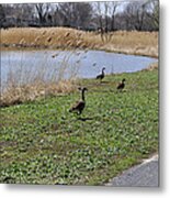 3 Geese Metal Print