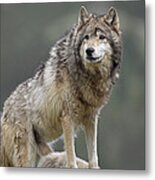 Gray Wolf  North America #3 Metal Print