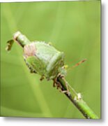 Green Shield Bug #3 Metal Print