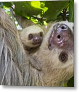 Hoffmanns Two-toed Sloth And Old Baby #3 Metal Print