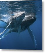 Humpback Whale #3 Metal Print