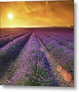 Lavender Field At Sunset #3 Metal Print