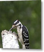 Male Hairy Woodpecker #3 Metal Print