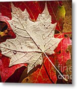Maple Leaves In Water Metal Print