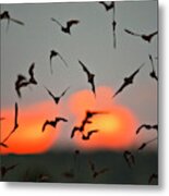 Mexican Free-tailed Bats (tadarida #3 Metal Print