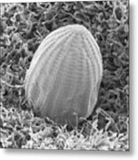 Monarch Butterfly Egg #3 Metal Print