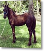 3 Month Old #fresian #filly Transported Metal Print