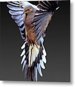 Mourning Dove #3 Metal Print