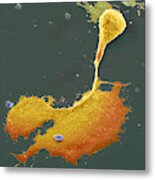 Nerve Cell With Axon And Growth Cone #3 Metal Print