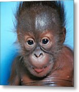 Orangutan Pongo Pygmaeus Baby Metal Print