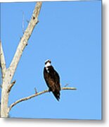 Osprey Metal Print