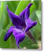 Petunia Hybrid From The Sparklers Mix #2 Metal Print