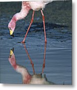 Puna Flamingo Feeding In Laguna #3 Metal Print