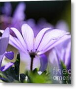 Purple Light Metal Print