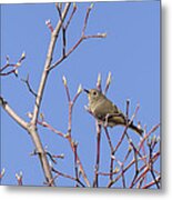 Ruby-crowned Kinglet #2 Metal Print