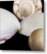 Seashells #3 Metal Print