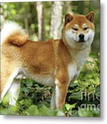 Shiba Inu Dog #3 Metal Print