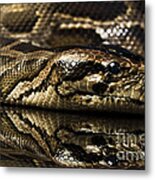 Snake #3 Metal Print