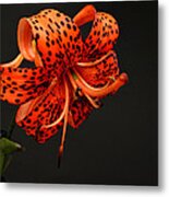 Tiger Lily #3 Metal Print