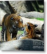 Tiger Love 2 Metal Print