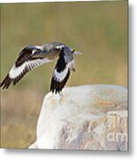 Willet #1 Metal Print