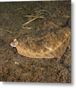 Winter Flounder #3 Metal Print