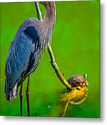 Great Blue Heron #301 Metal Print