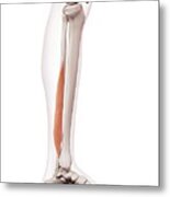 Human Leg Muscles #31 Metal Print