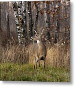 White-tailed Deer #31 Metal Print