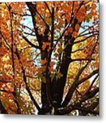 Fall Explosion Of Color #32 Metal Print