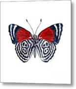 37 Diathria Clymena Butterfly Metal Print