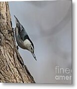 White-breasted Nuthatch #37 Metal Print