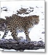Amur Leopard  #4 Metal Print