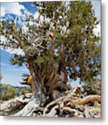 Ancient Bristlecone Pine Forest #4 Metal Print