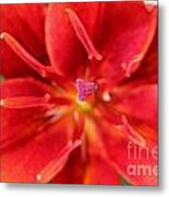 Asiatic Lily Named Red Twin #3 Metal Print
