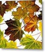 Autumn Maple Leaves #4 Metal Print