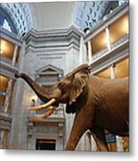 Bull Elephant In Natural History Rotunda #4 Metal Print