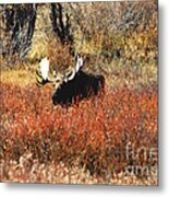 Bull Moose #4 Metal Print