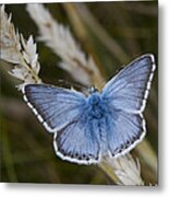 Common Blue Butterfly #2 Metal Print
