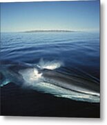 Fin Whale In Sea Of Cortez #4 Metal Print