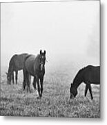 Horses Of The Fall Trio Bw Metal Print