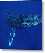 Humpback Whale Maui Hawaii #4 Metal Print